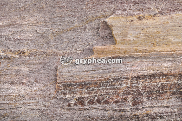 Schiste métamorphique (Brétignolles) - détail - gryphea.com